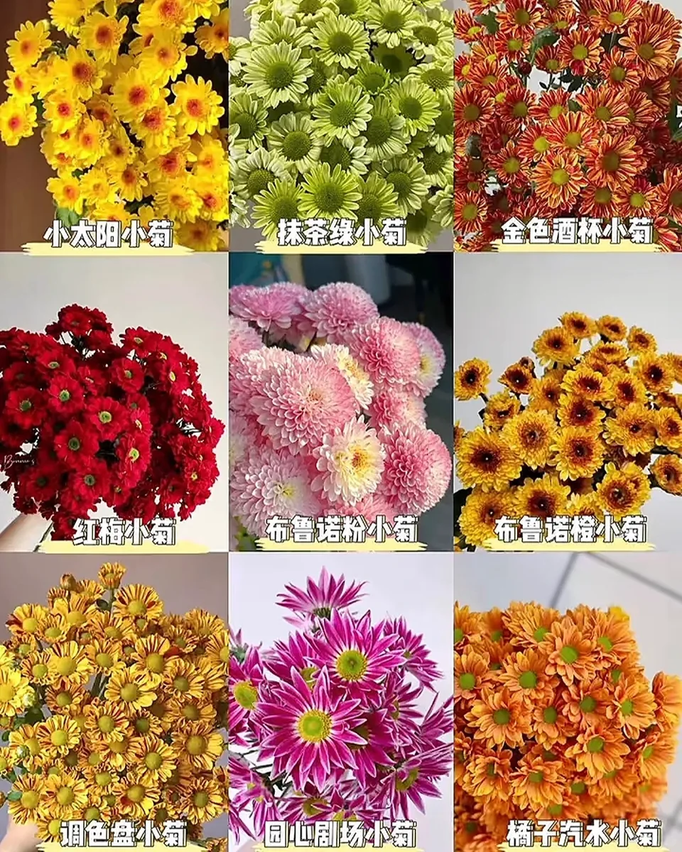Chrysanthemum mix