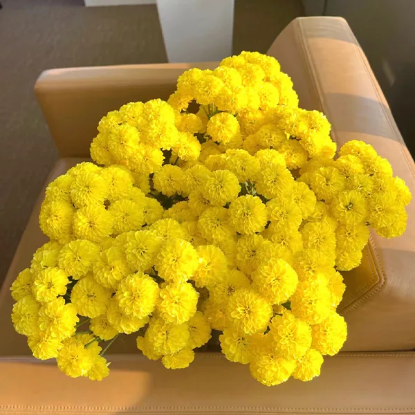 Yellow daisy
