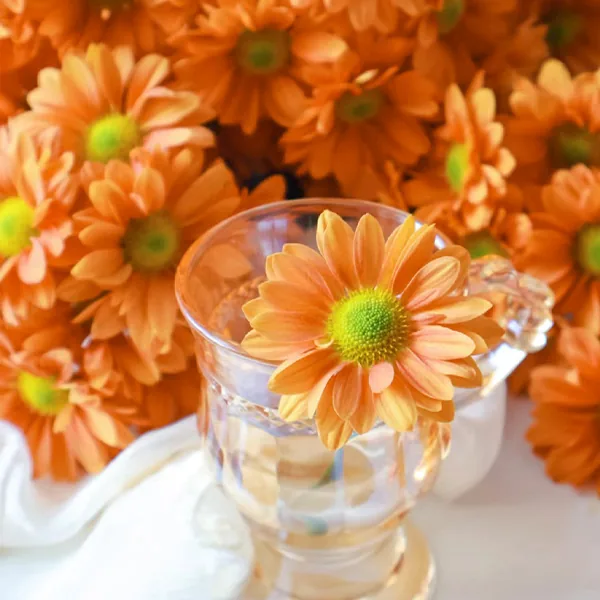 Orange daisy