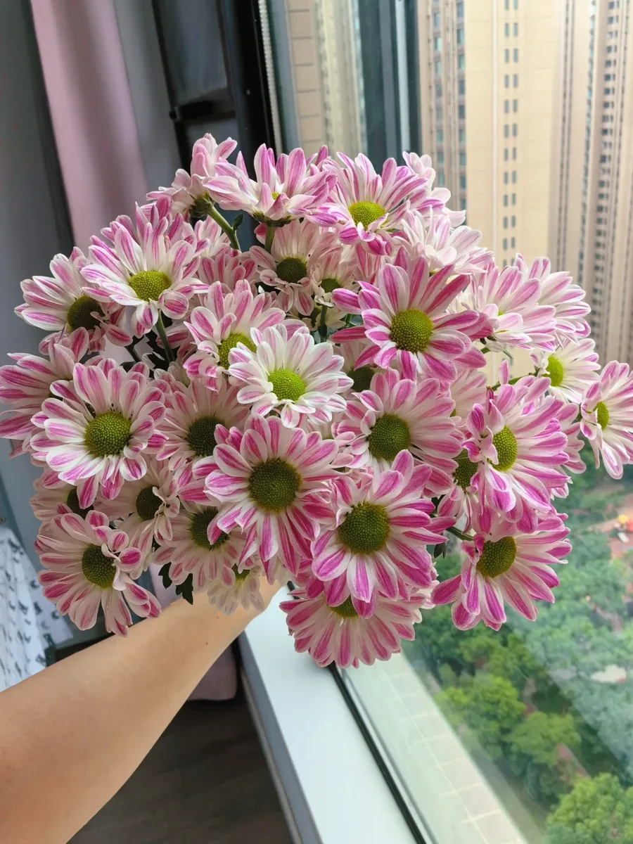 Striped Daisy