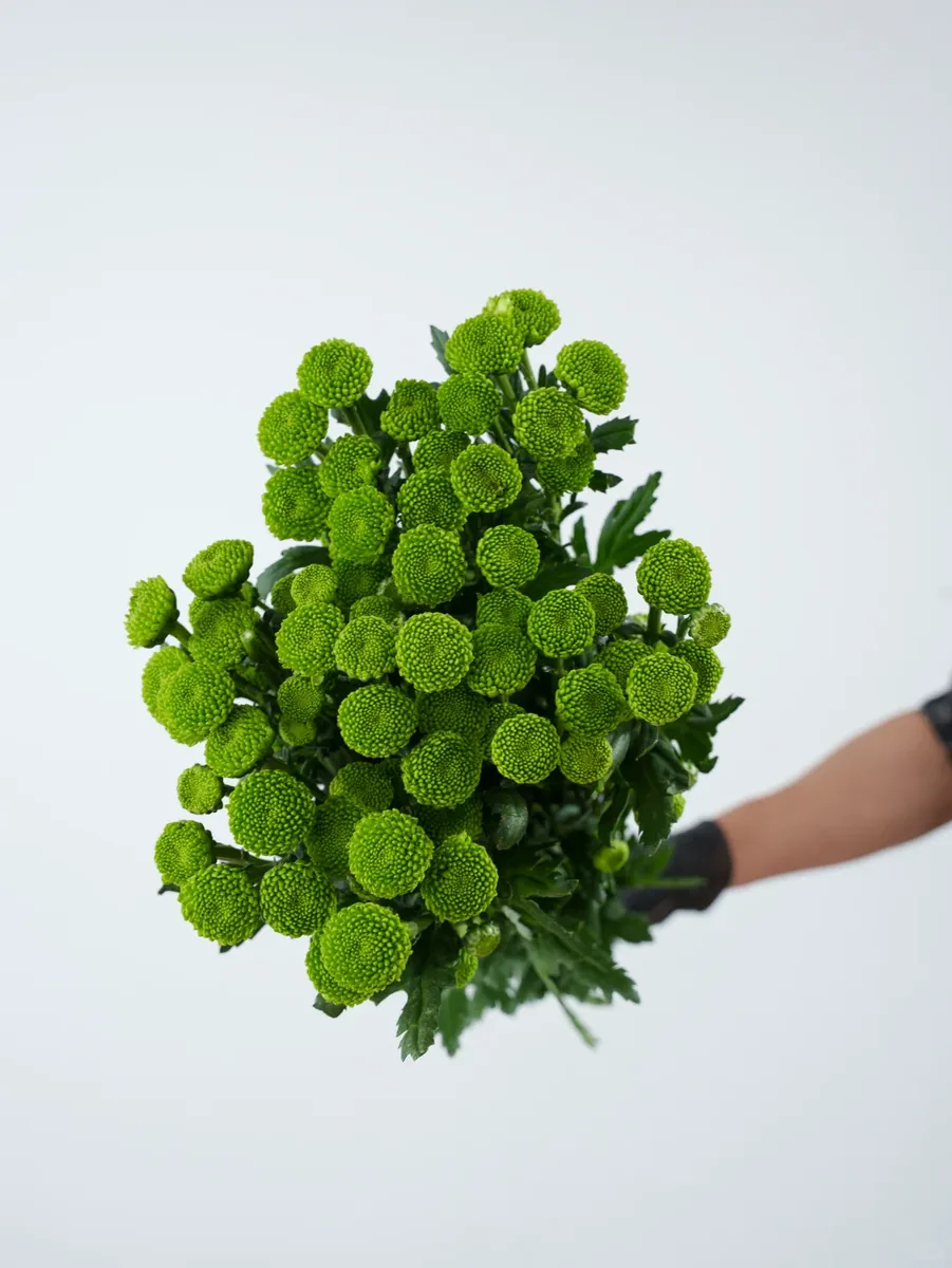 Green Forest Daisy