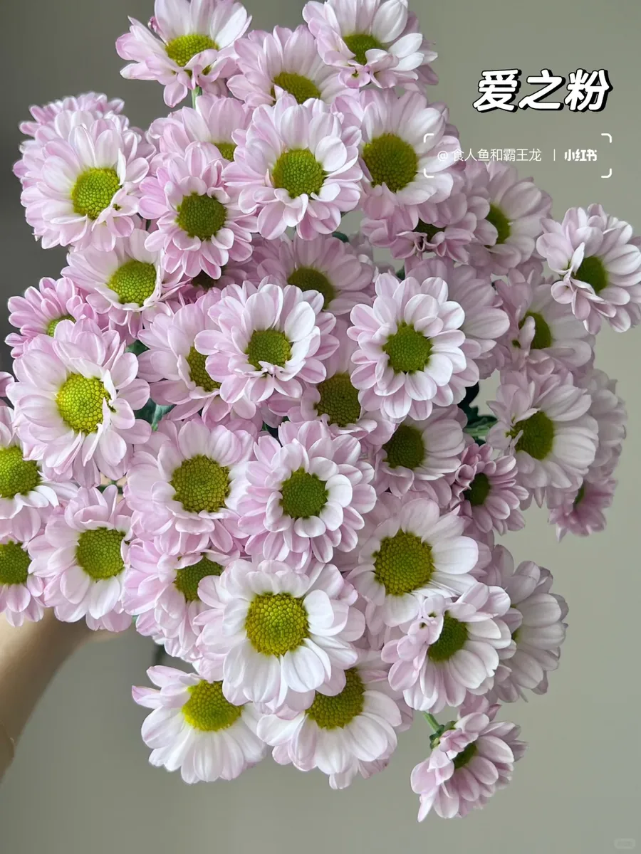 Powder of Love Daisy