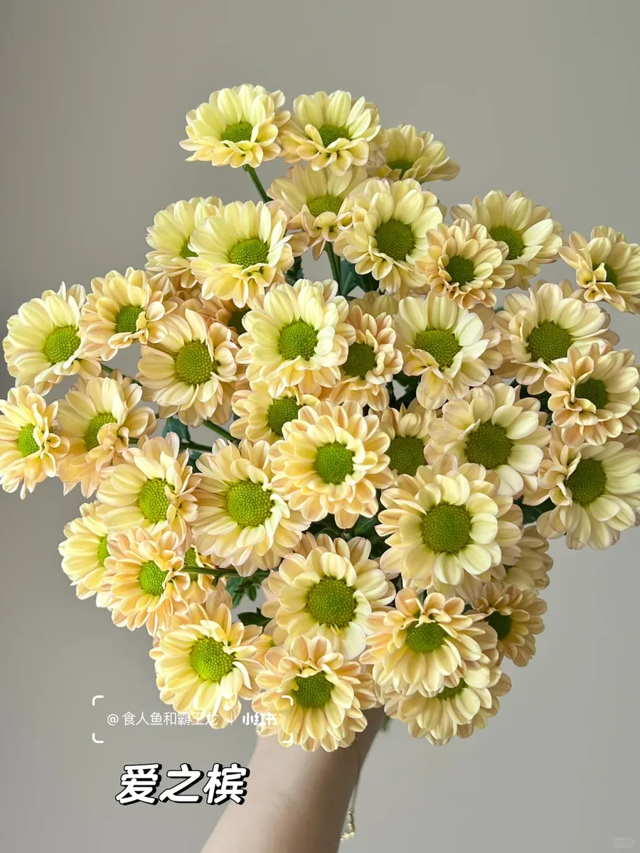 Areca of Love Daisy