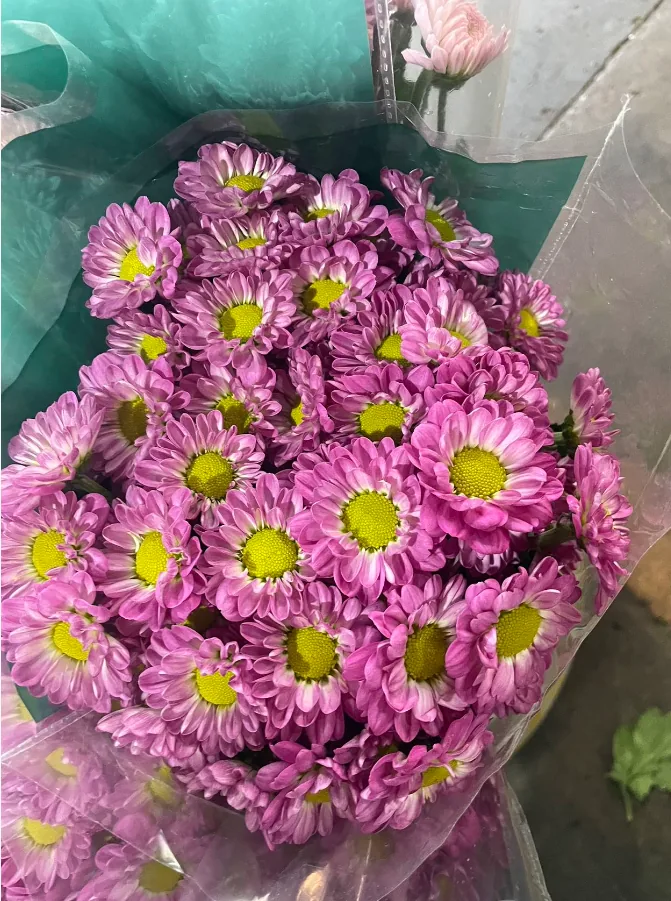 First love Daisy