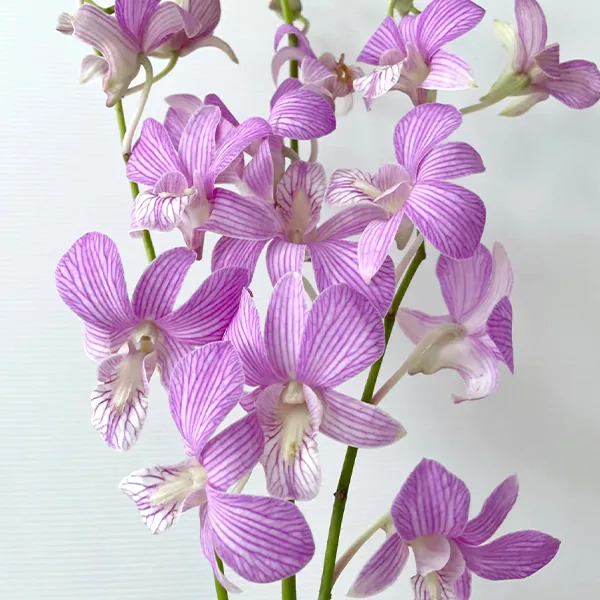 Orchid Striped purple