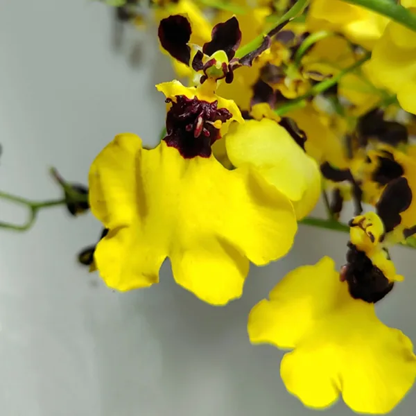Dancing Orchid panda