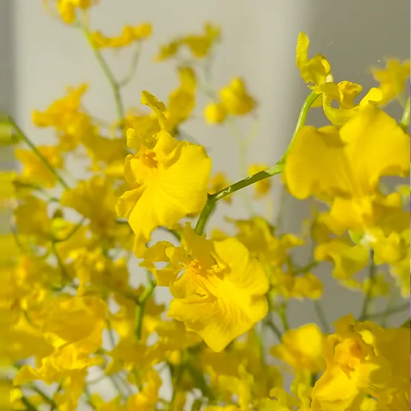 Dancing Orchid Lemon yellow