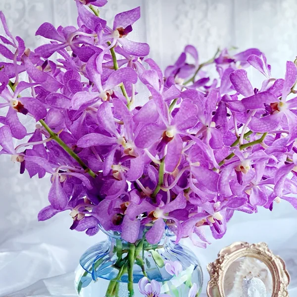Chrysocephalum Light purple