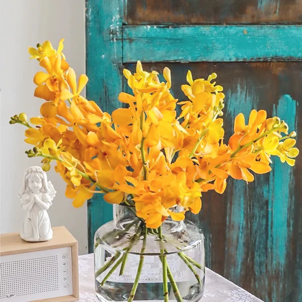 Chrysocephalum orange