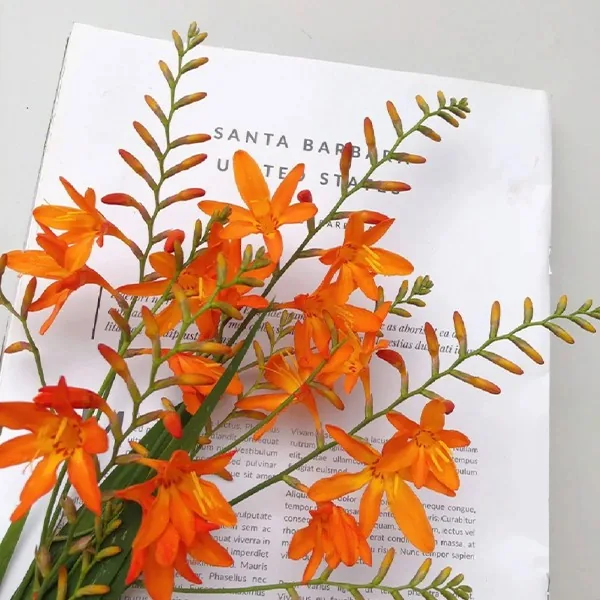 Flame orchid