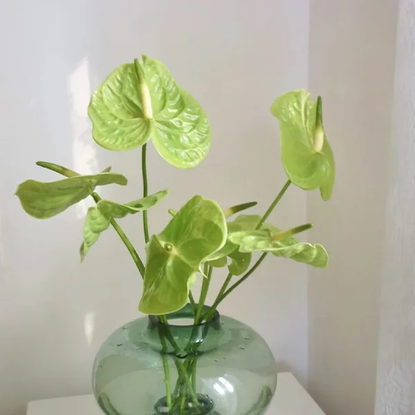 16 Palm leaf green