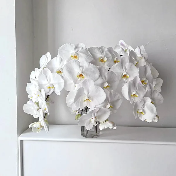 5 Phalaenopsis white