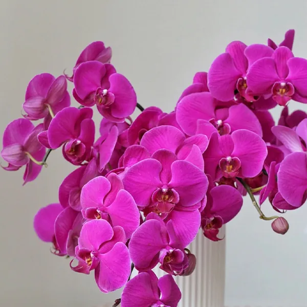10 Phalaenopsis purple