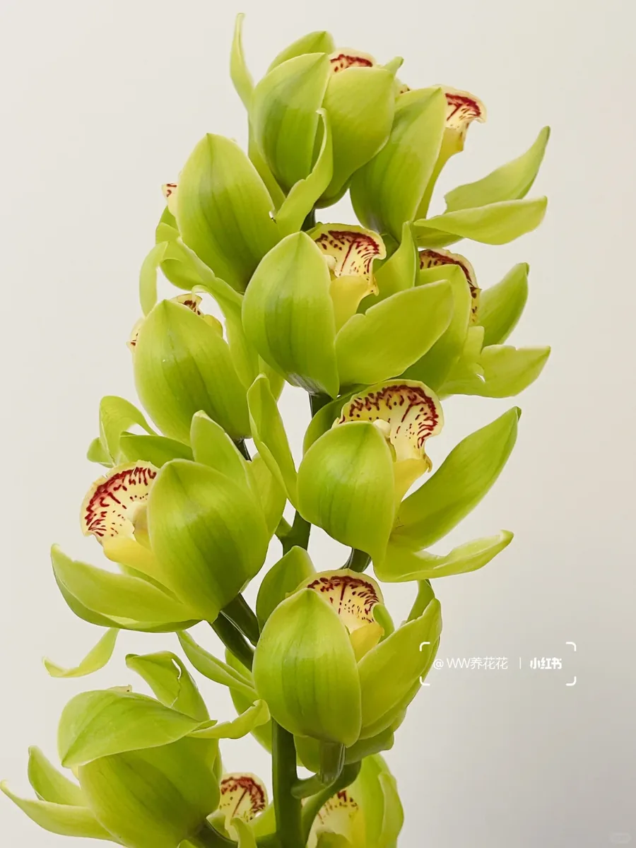 1 Large Phalaenopsis, Green