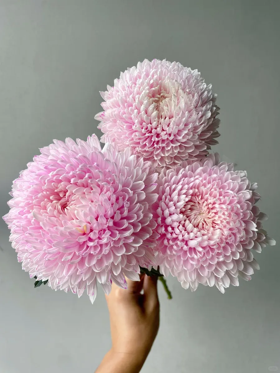Light pink