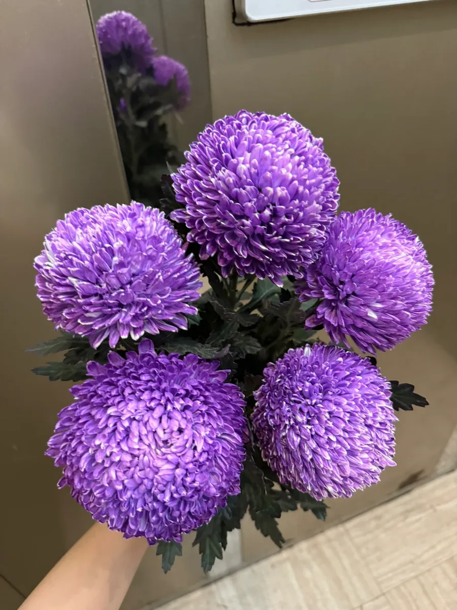 Purple