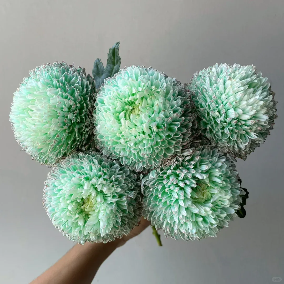 Matcha green