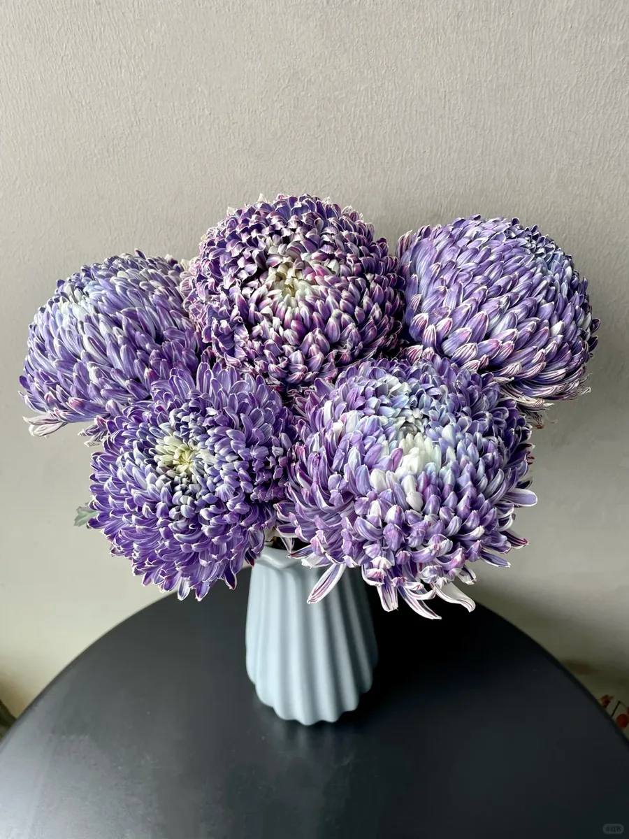 Grape purple