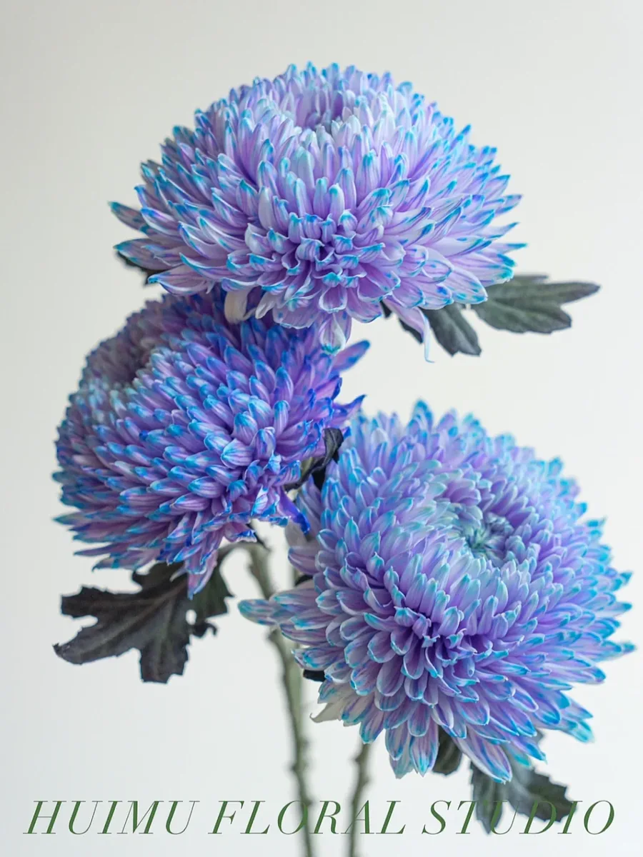 Blue-purple