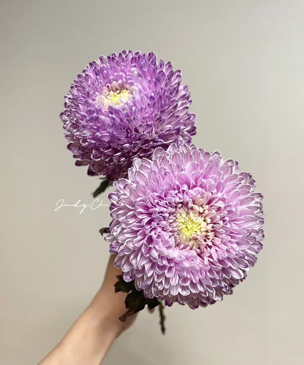 Taro Purple