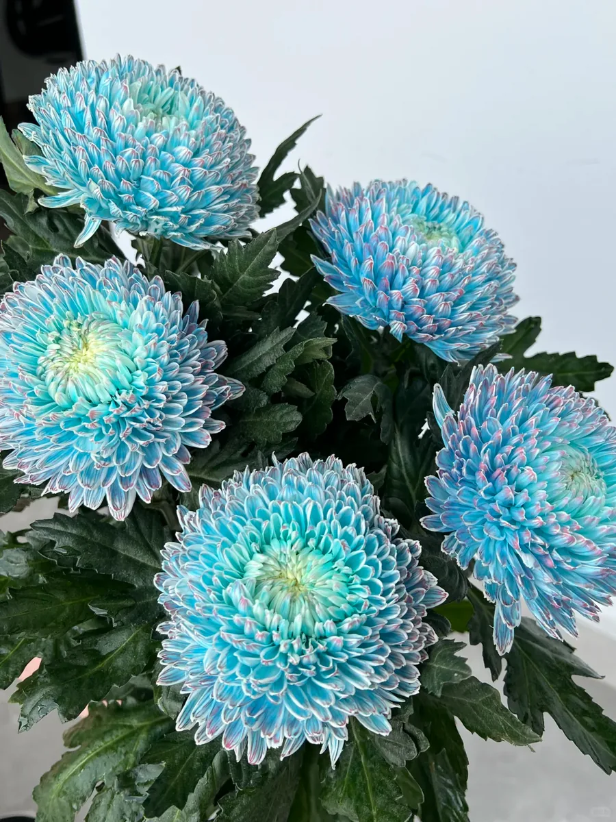 Blue and white porcelain