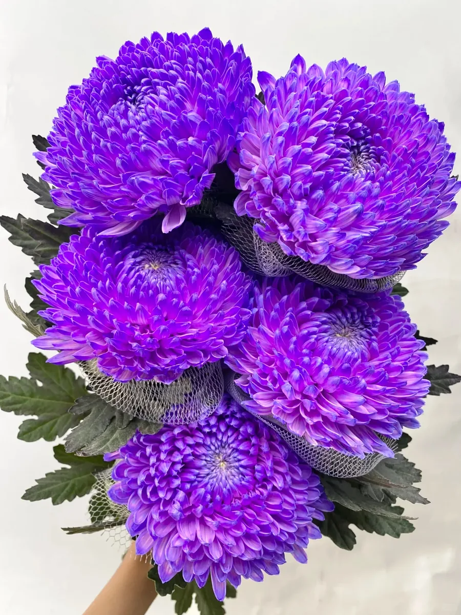 Dream Purple