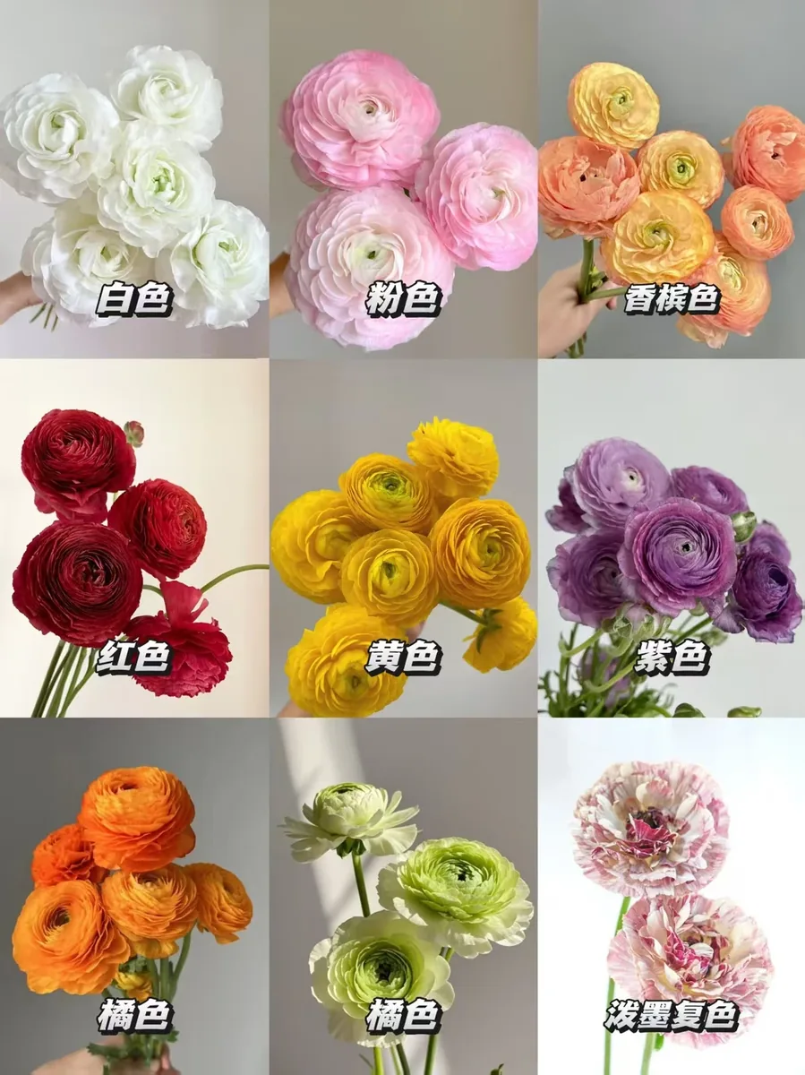 Mix Peony