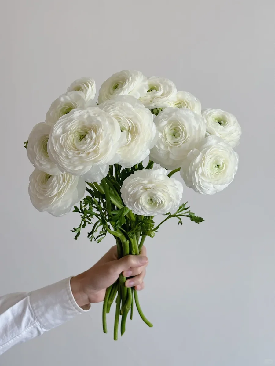 White Peony