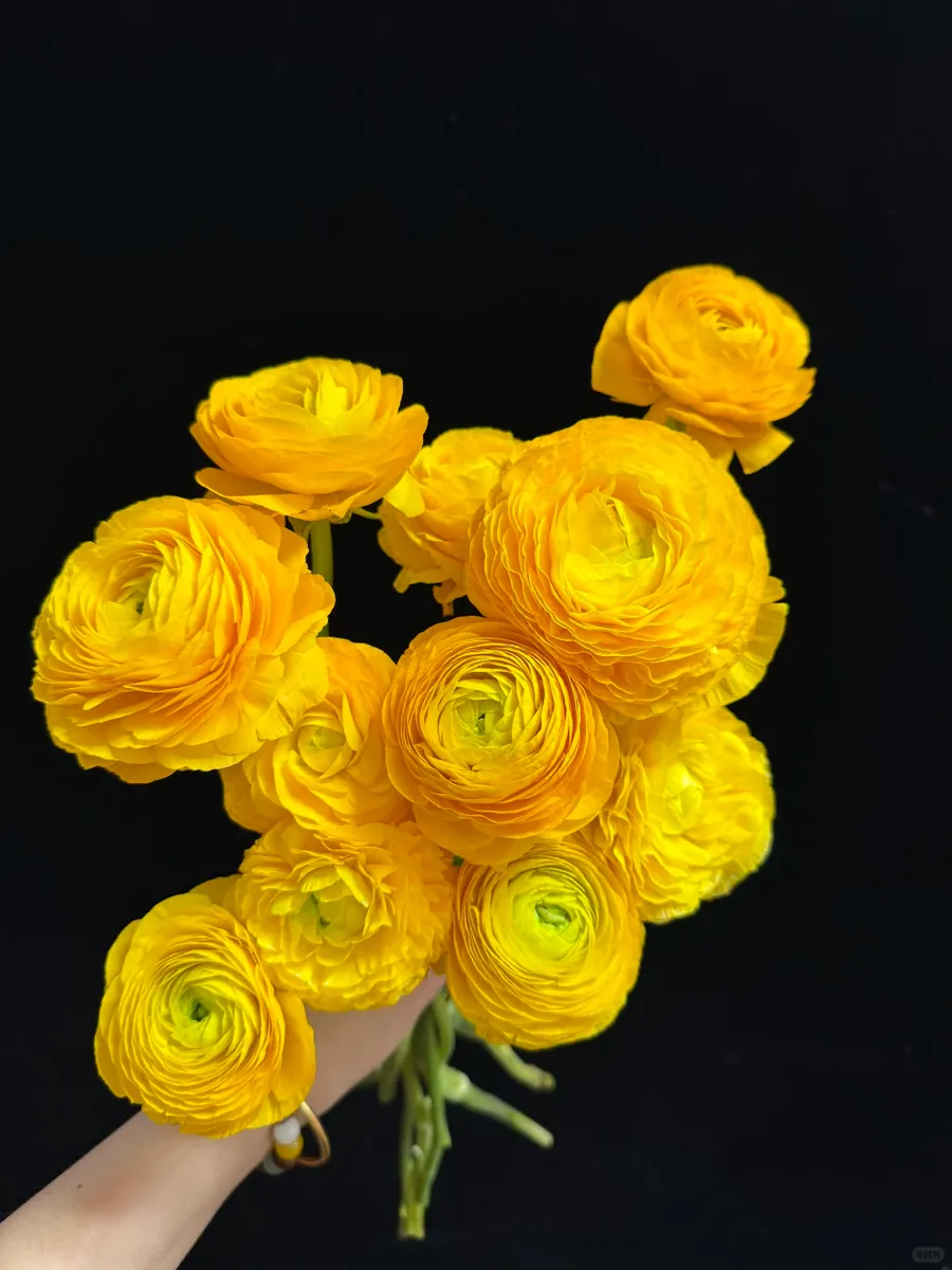 Yellow Peony