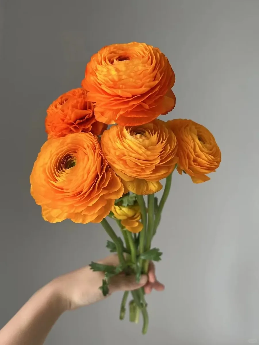 Orange Peony