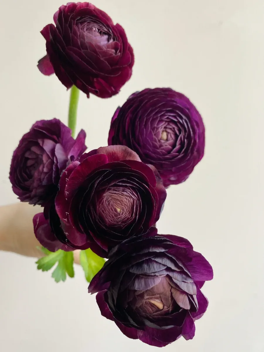 Purple Peony