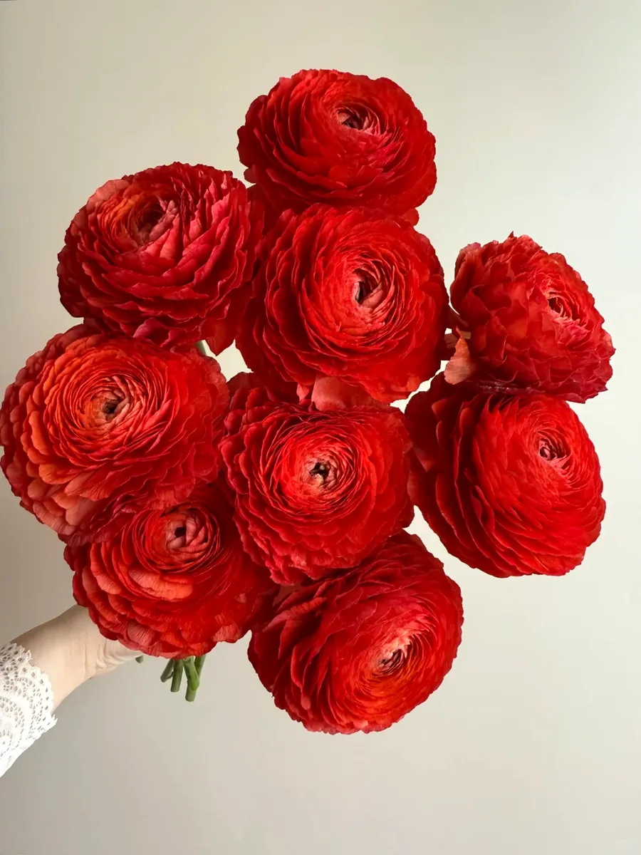 Red Peony