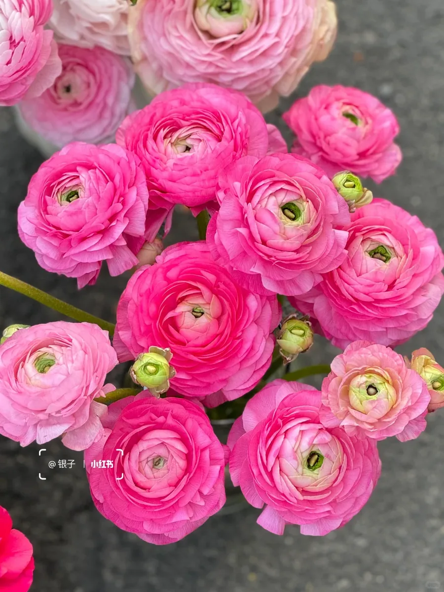Peach pink Peony