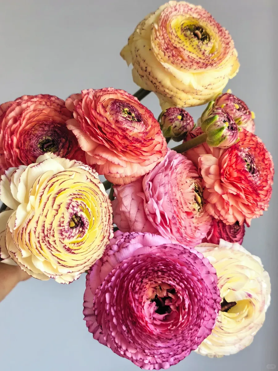 Lace Peony