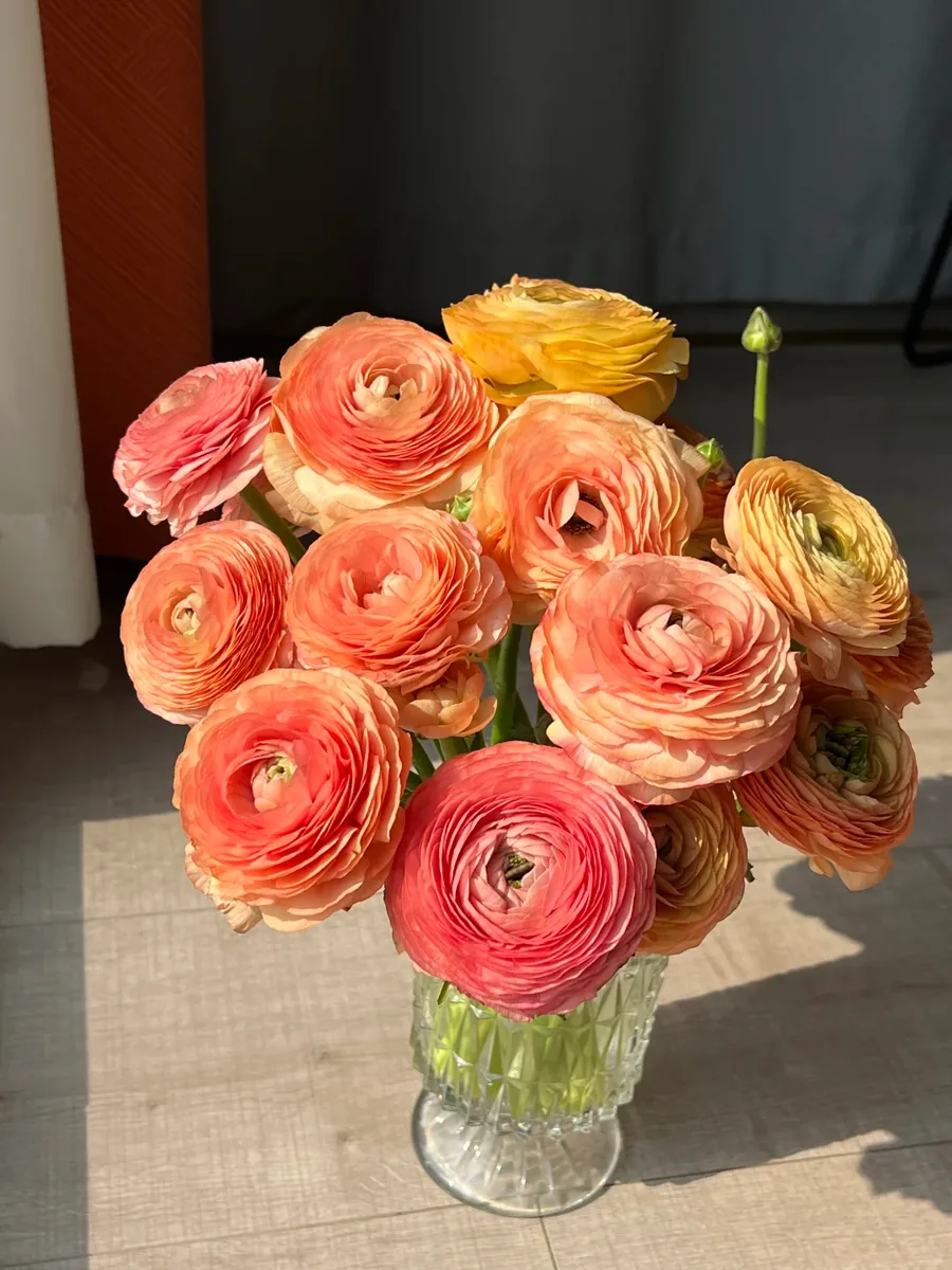 Champagne color Peony