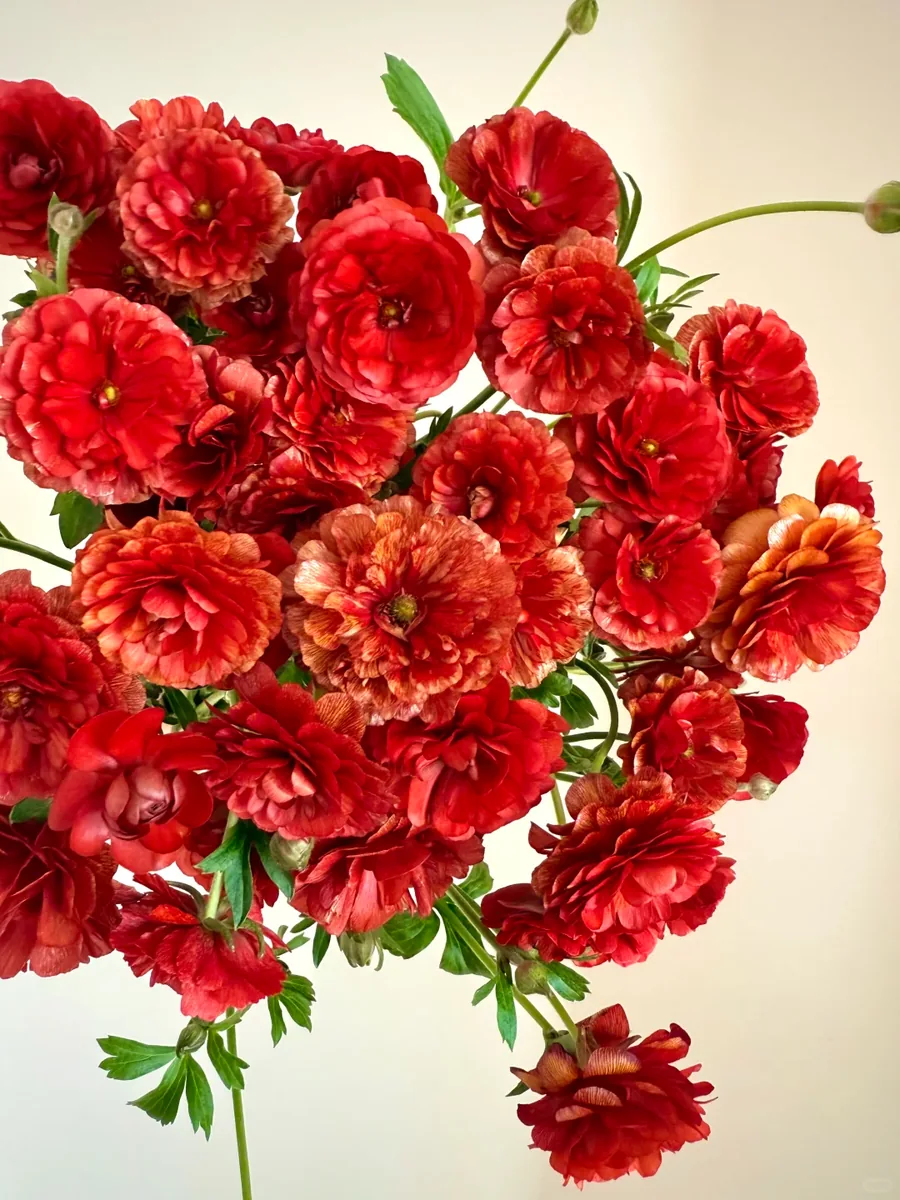 Red butterfly Peony