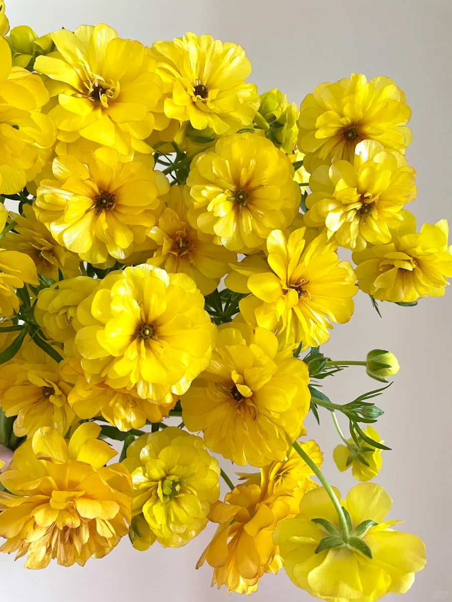 Yellow butterfly Peony