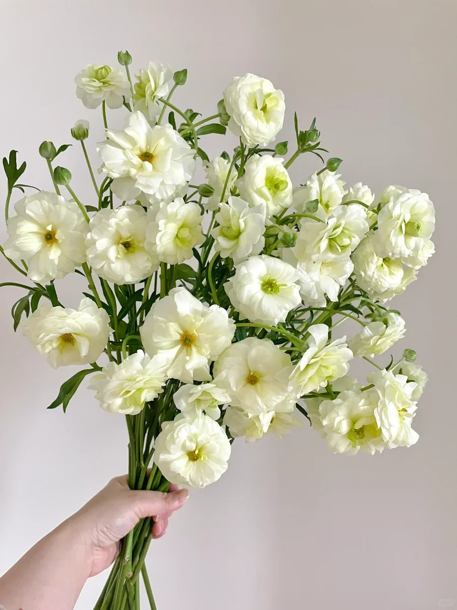 White butterfly Peony