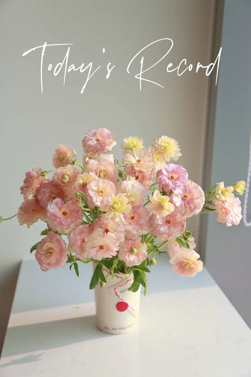 Pink Champagne Peony