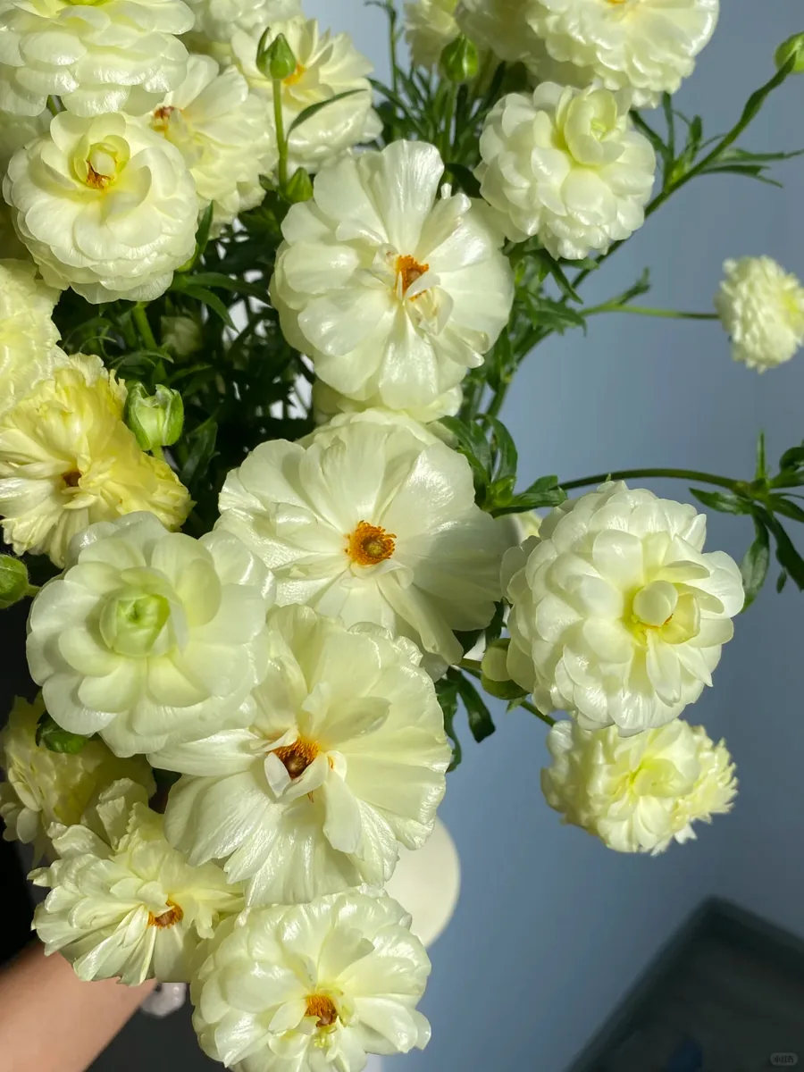 Custard Butterfly Peony