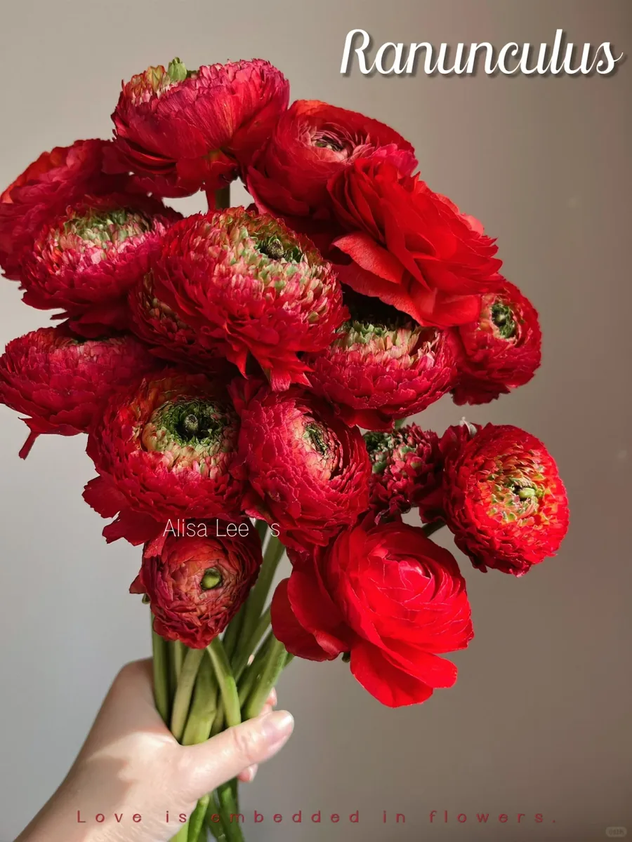 Red koi Peony