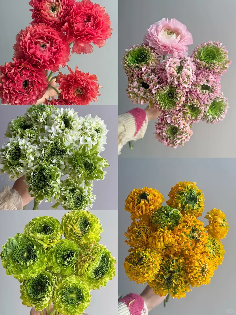 Mix Peony