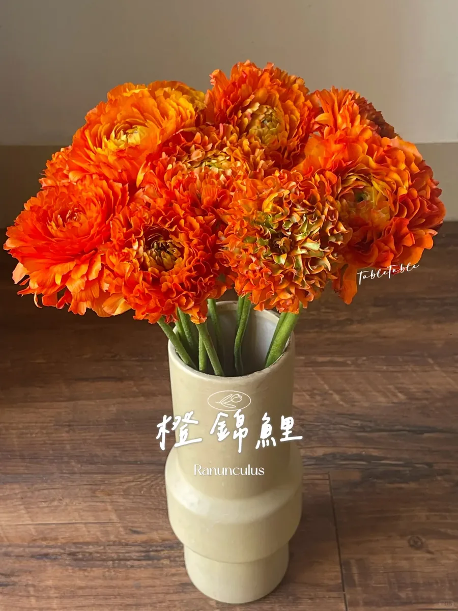 Orange-red koi Peony