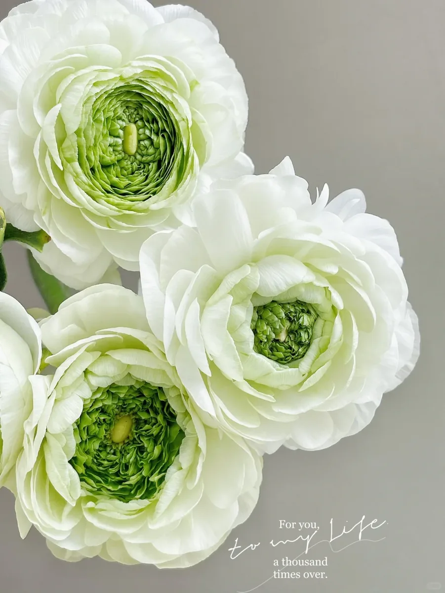 Frog Peony