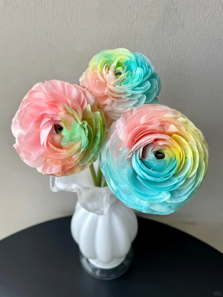 Colorful Peony