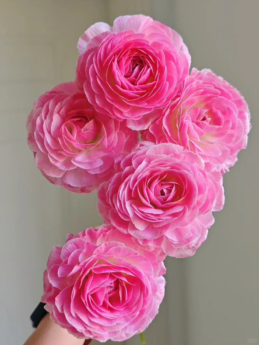Wheat waves Peony