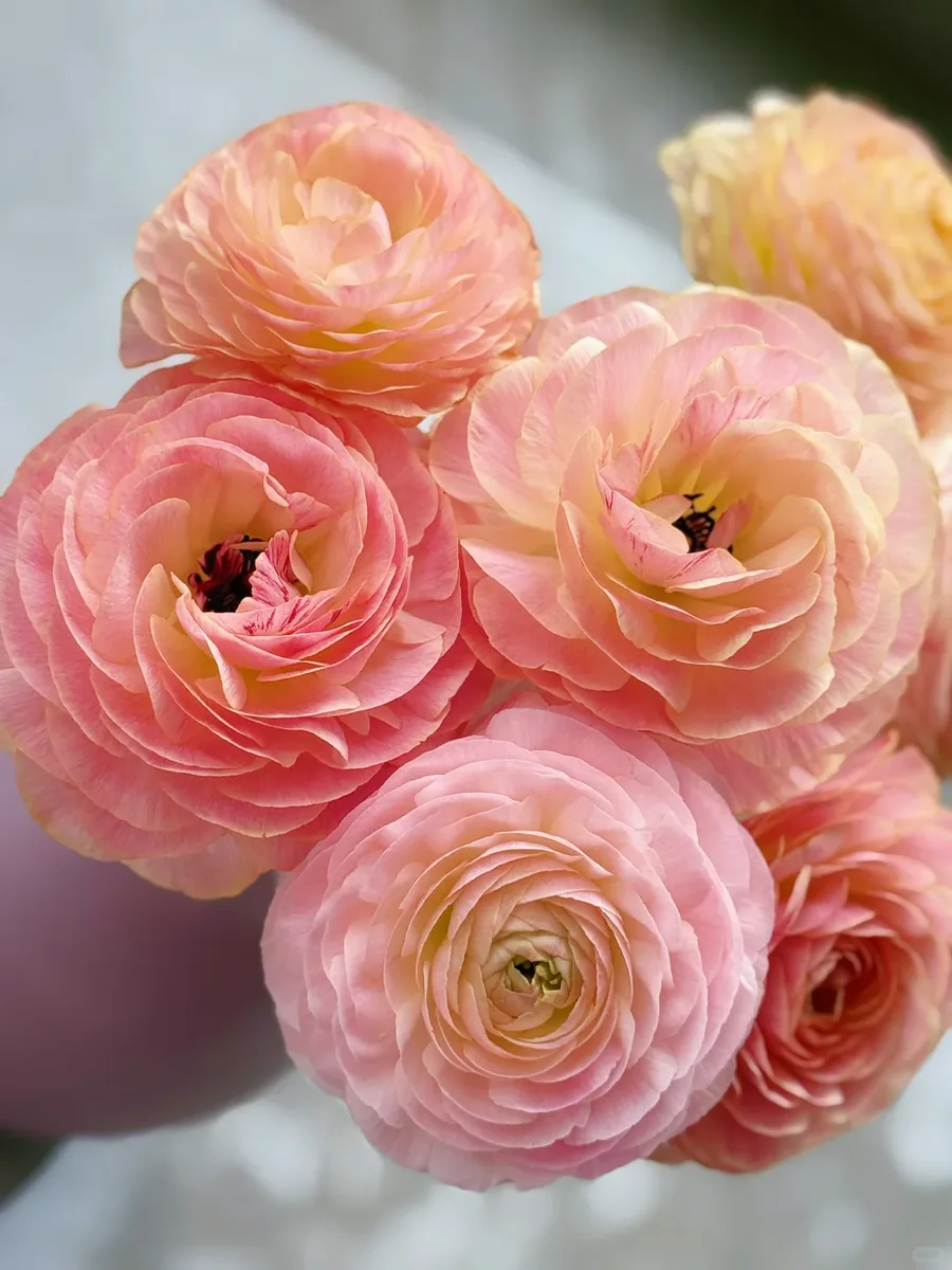 Aurora Peony