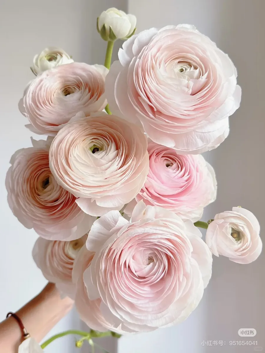 Hanoi super Peony