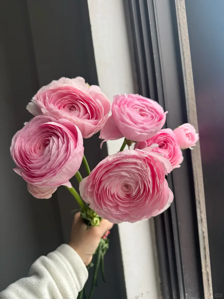 Cherry blossom pink Peony