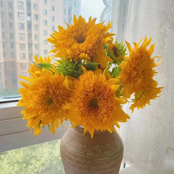 Double-flowere dsunflower